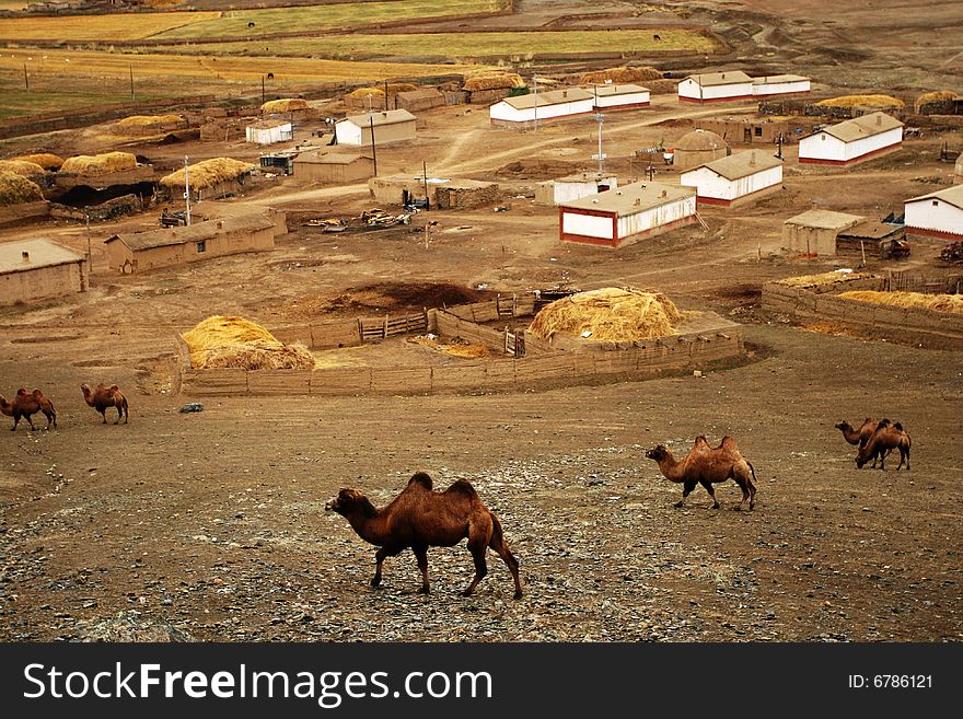 Camel in Autumn farm taken from Xinjiang, China. Camel in Autumn farm taken from Xinjiang, China