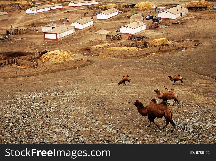 Camels in Autumn farm taken from Xinjiang, China. Camels in Autumn farm taken from Xinjiang, China