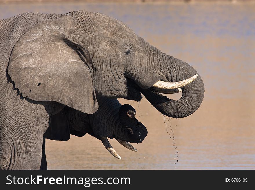 African Elephant drinking water in the Mpondo dam