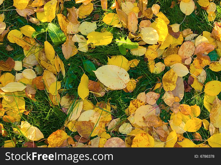 Autumn leaves on green grass to backrground