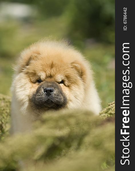 Chow Chow