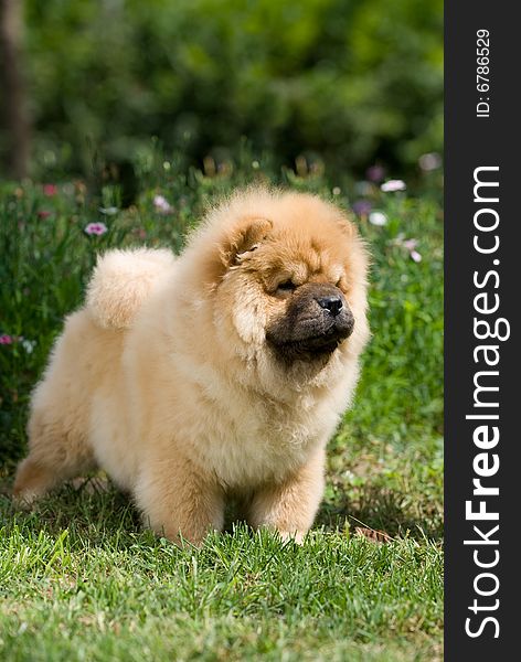 Chow Chow China hunts herds works the young dog grass scenery cream color to be colored