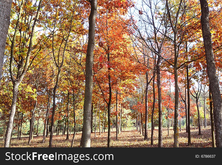 Autumn forest in piemeonte region  italy