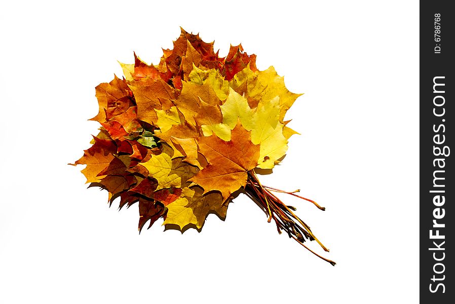 Bouquet of maple’s  leafs on the white background