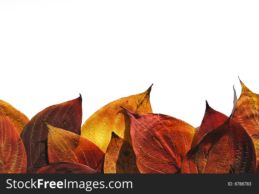 Isolated  purple leafs forming horizontal border on the white background. Isolated  purple leafs forming horizontal border on the white background