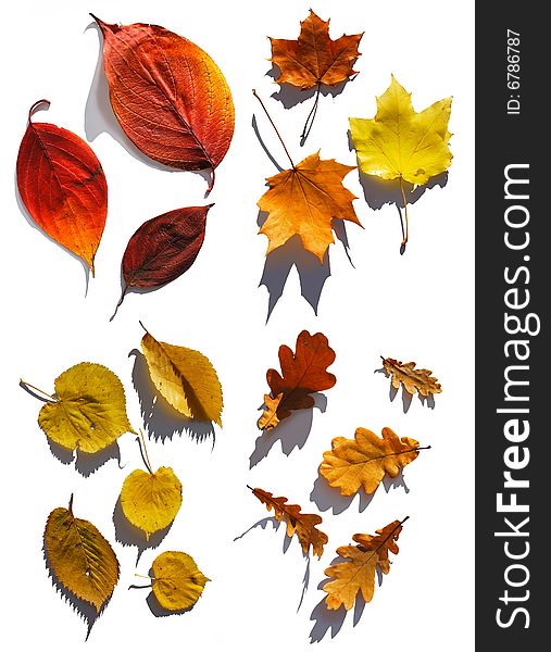 Collection Of Leafs