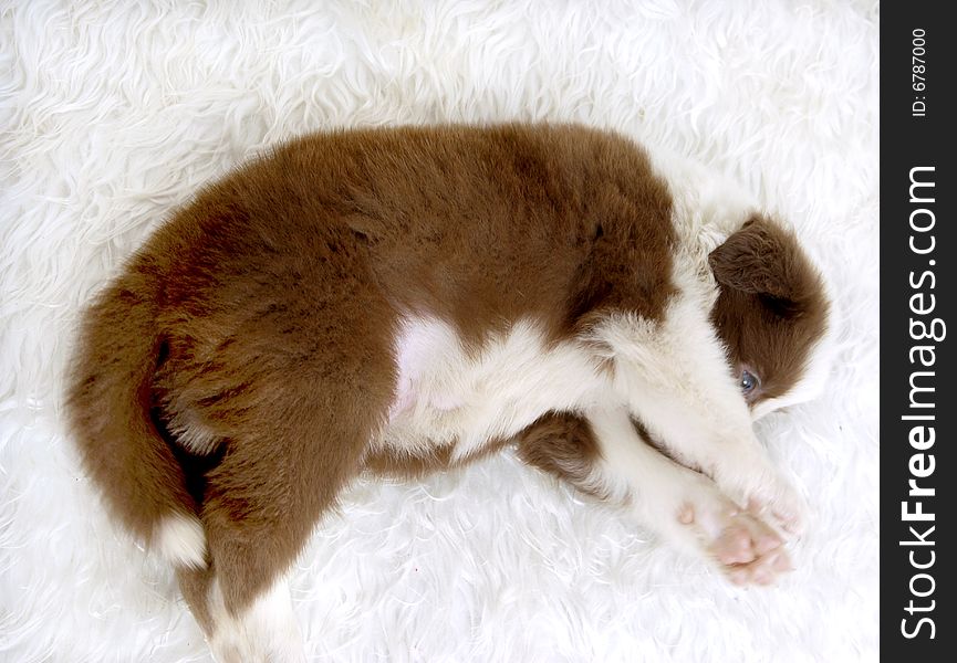 Border Collie