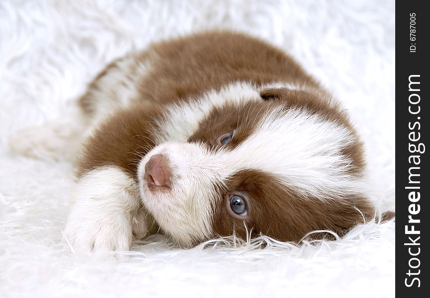 Border Collie dog doggy animal sad look quiet agility carpet intelligence quotient (IQ) sleep clever