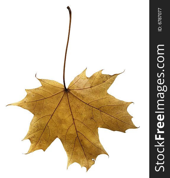 Yellow autumn maple leaf isolated on a white background