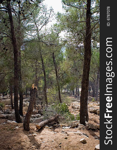 Trees and stones in the forest