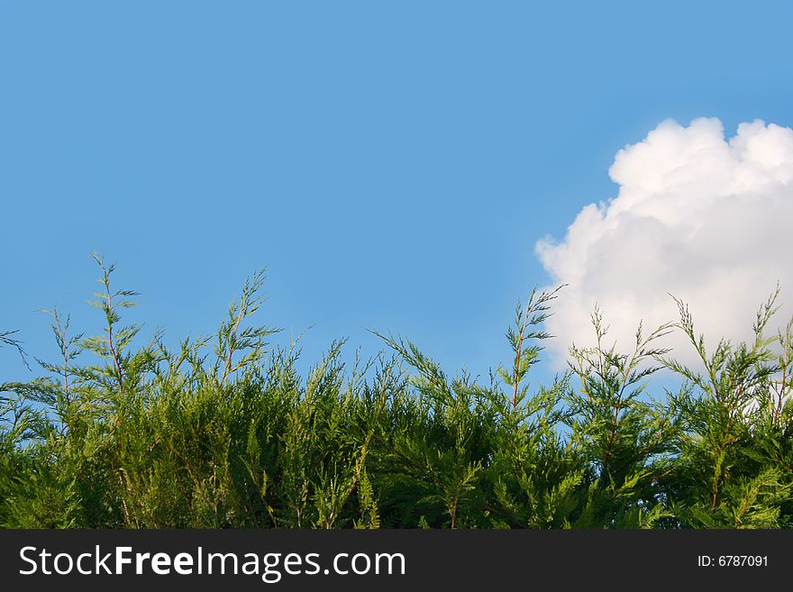 Background Of Cloudy Sky And Grass