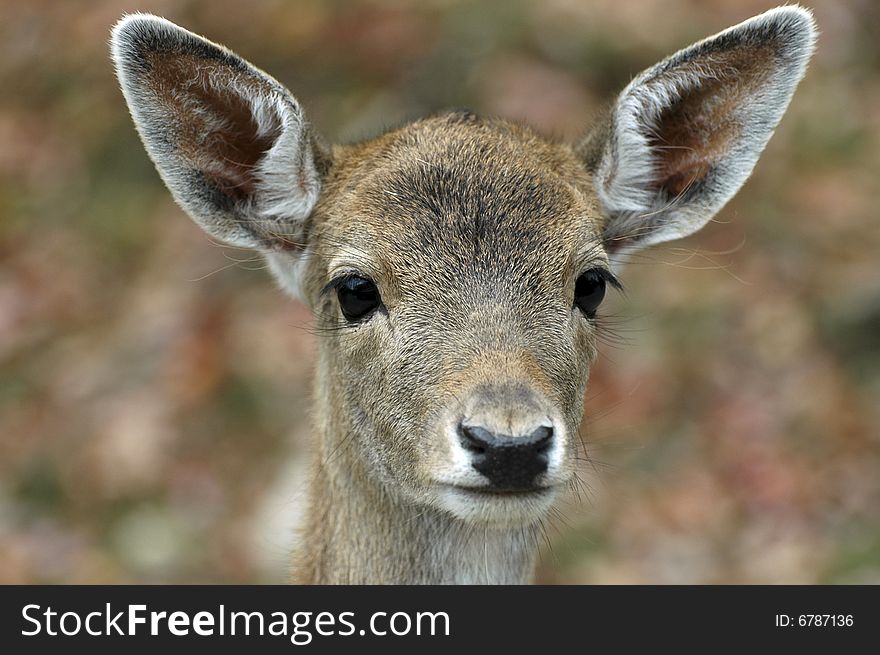 Just as I was ready to click he lifted his head and gave me a beautiful head shot. Just as I was ready to click he lifted his head and gave me a beautiful head shot