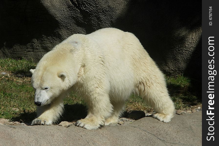 A polar bear walking along hte edge of a lake