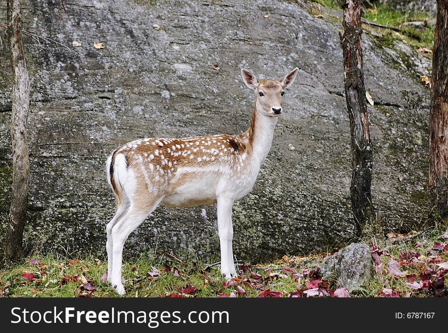 Fallow Deer