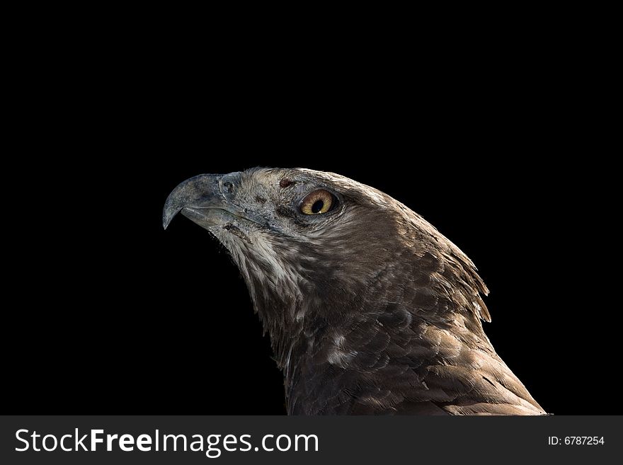 Martial Eagle Portrait