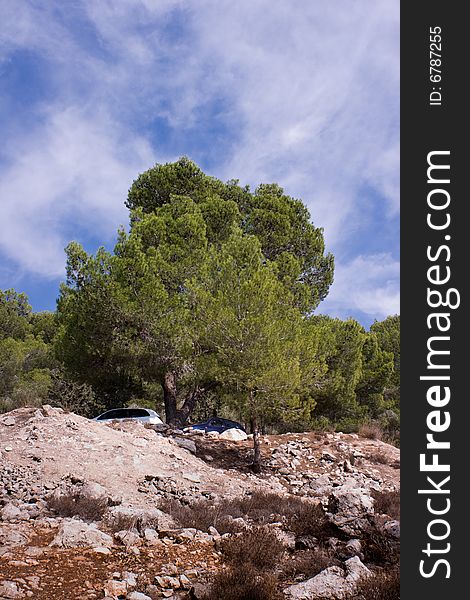 Trees and stones in the forest