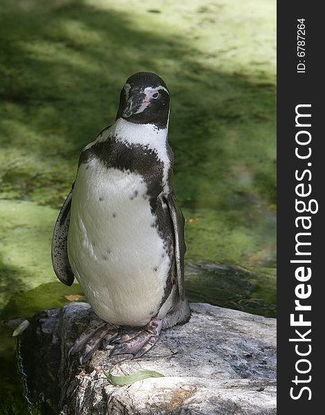 A Humboldt penguin sitting on a rock