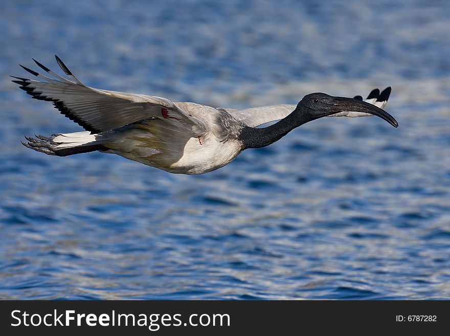 African Sacred Ibis in flight over water