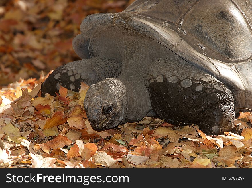 A Galapagos Turlte in a bed of fall leaves. A Galapagos Turlte in a bed of fall leaves