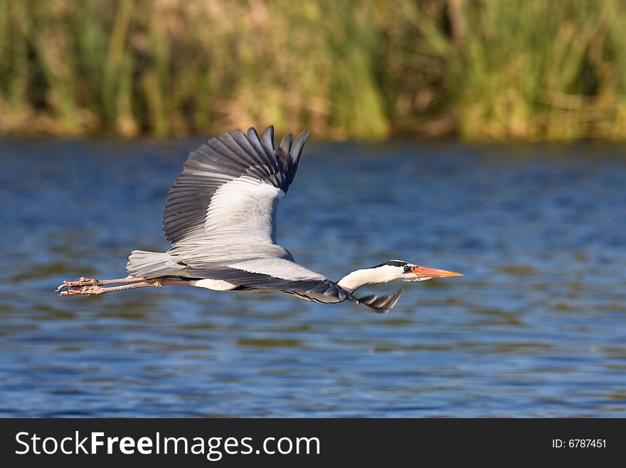 Grey Heron in flight with green background at Intaka Island Cape Town