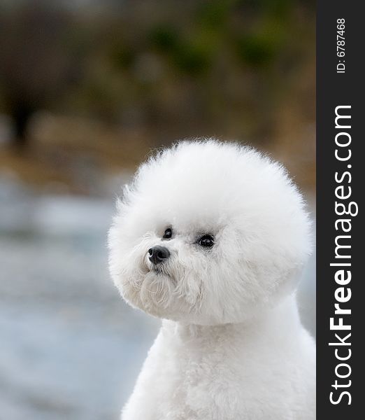 Bichon Frise French companion dog small dog white small quiff outdoors half-length forward green blue sky scenery black eye naive lovable disposition