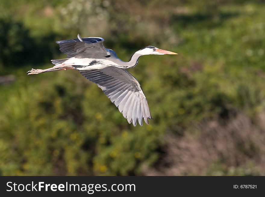 Grey Heron in flight with green background at Intaka Island Cape Town