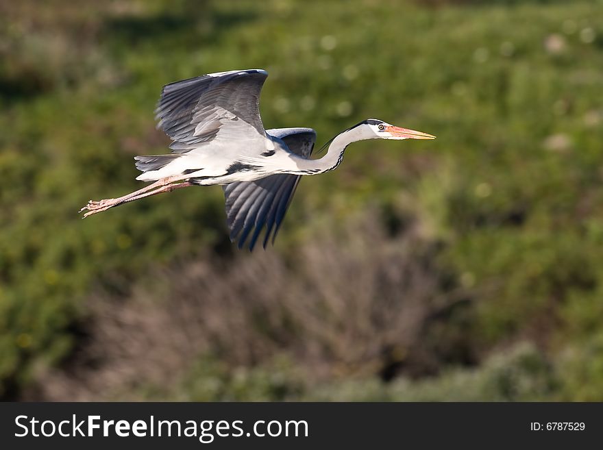 Grey Heron In Flight