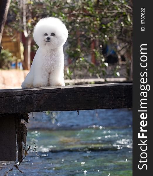 Bichon Frise The French companion dog small dog white small quiff outdoors small bridge over the flowing stream scenery leaf sits lies the naive south of Yangzi River to like the blue sky white clouds peacefully