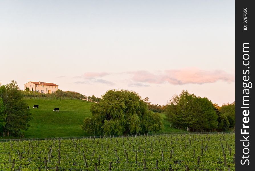 Vineyard scene.Colorful Sunset in Auckland, New Zealand.