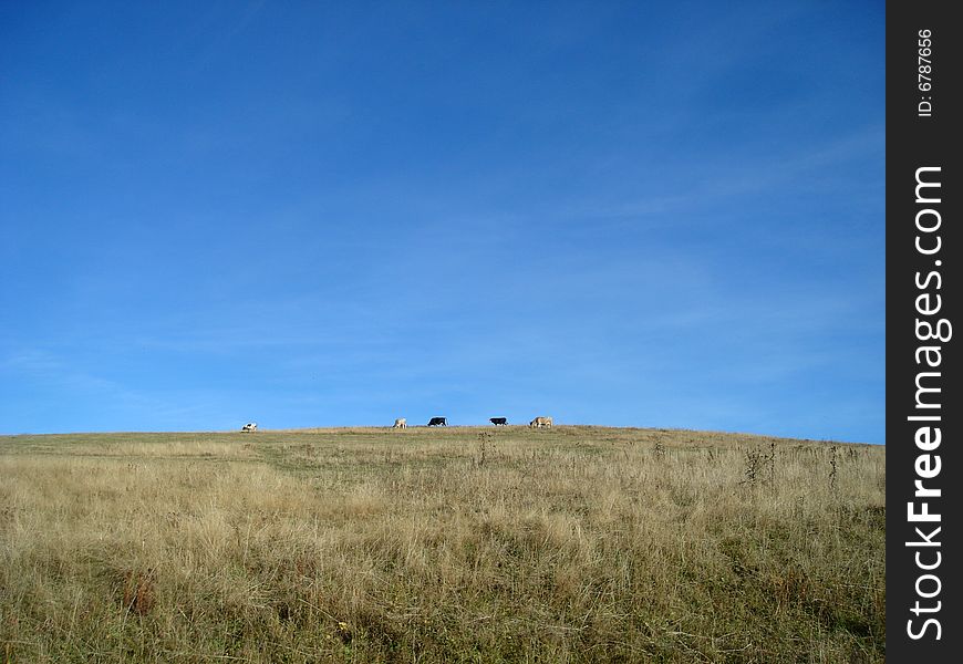 Cows On Meadow