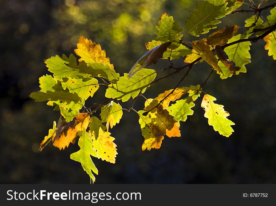 Colorful autumn leaves in warm sunlight