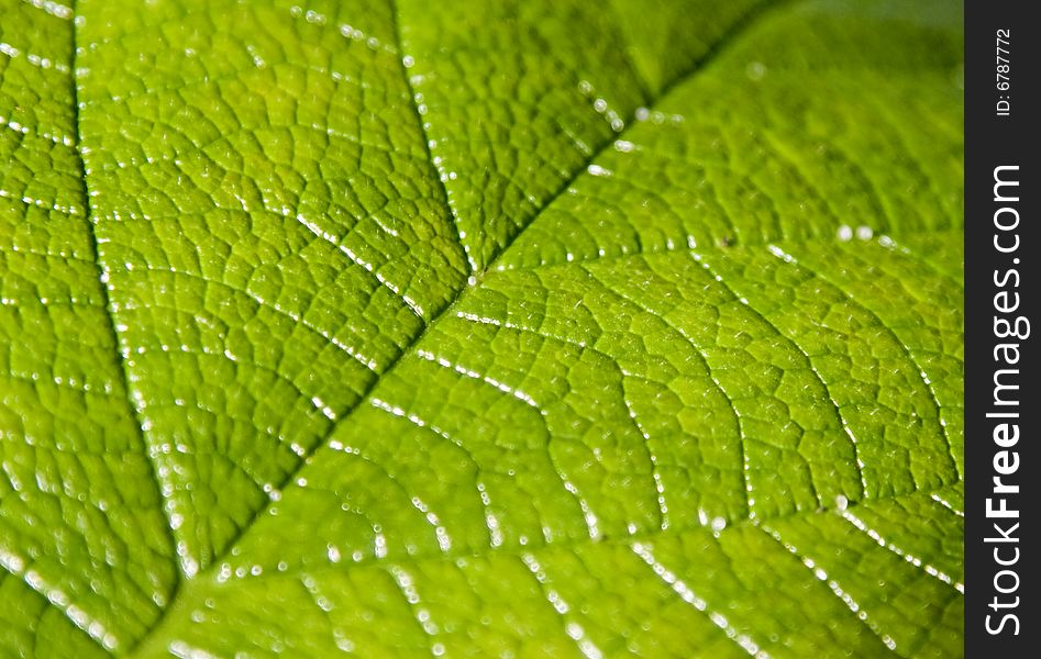Close up on green leaf veins