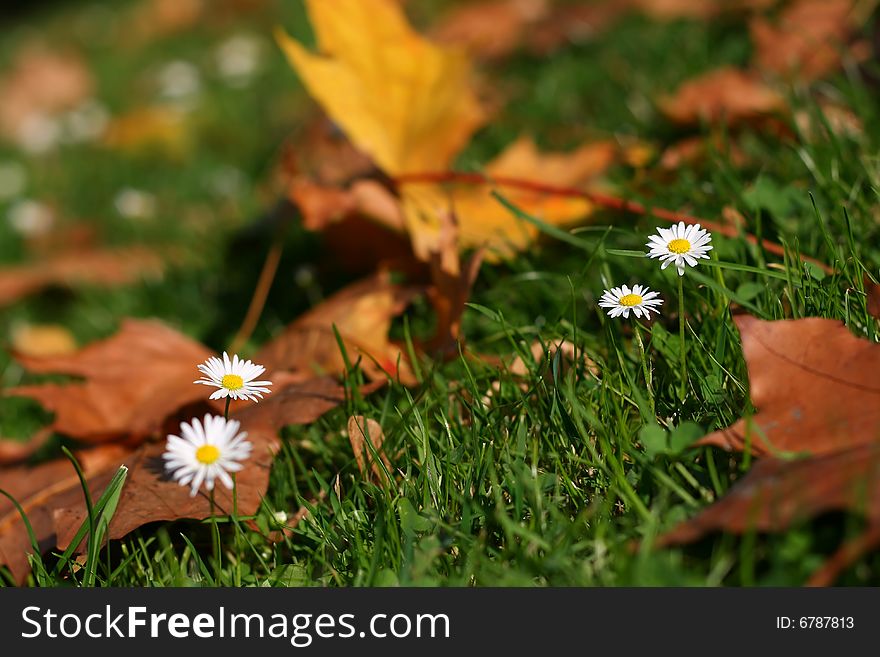 Daisies in the park, autumn, outdoors