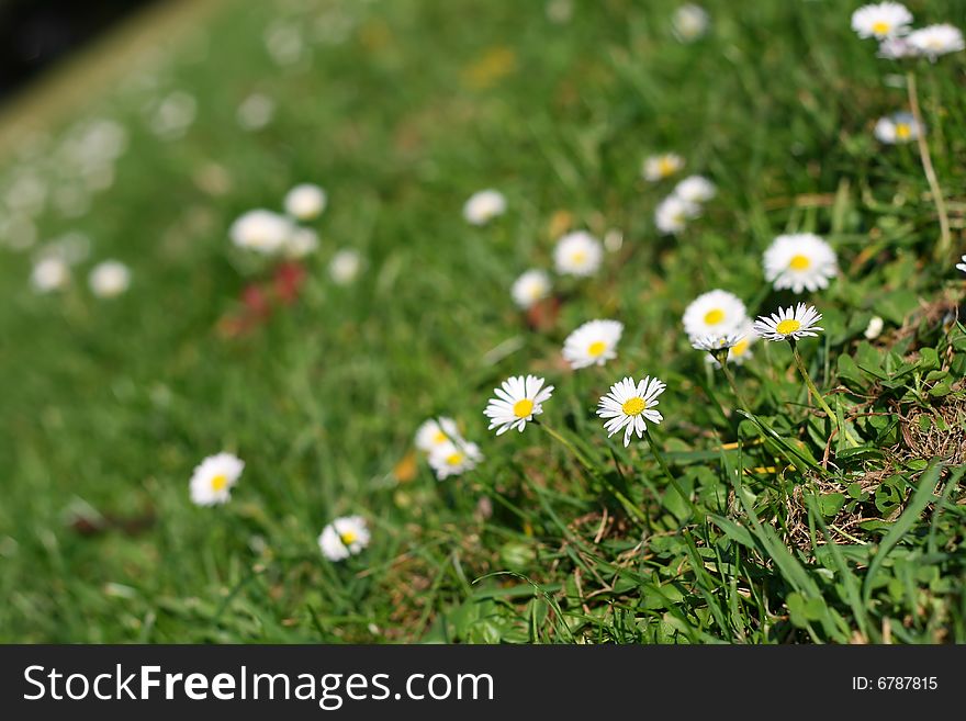 Daisies in the park, green grass