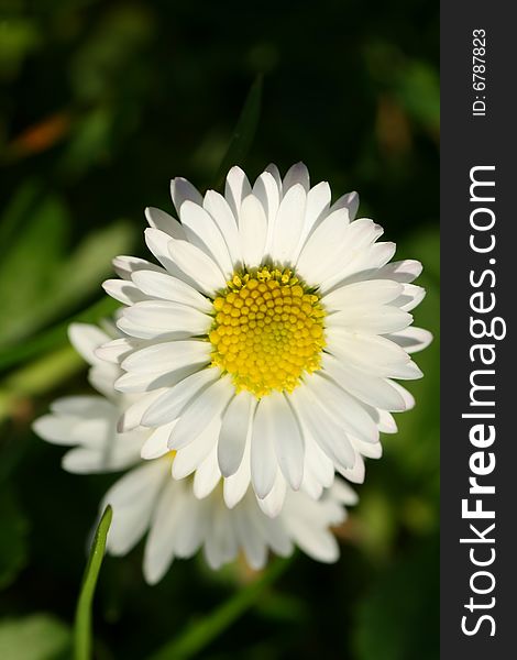 Daisy closeup, details park outdoors