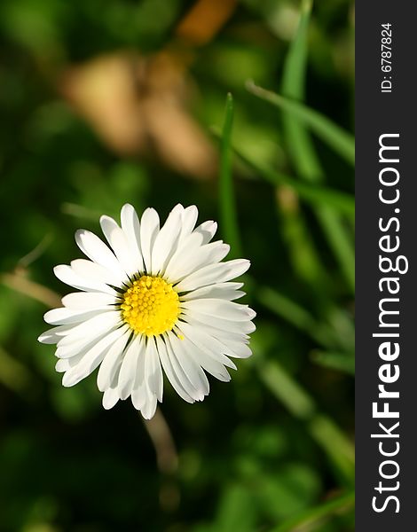 Daisy closeup details park outdoors