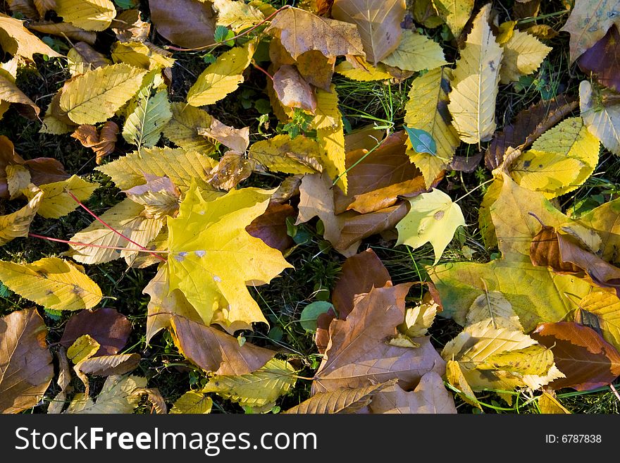 Colorful autumn leaves in warm sunlight