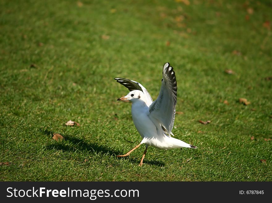 Sea-gull landing on the grass. Sea-gull landing on the grass