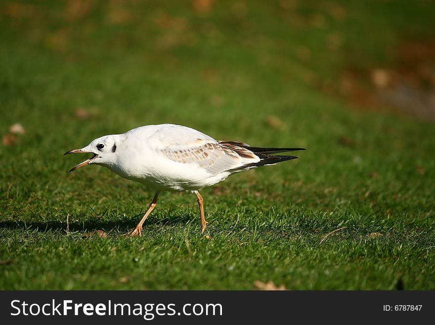 Sea-gull on the grass park. Sea-gull on the grass park