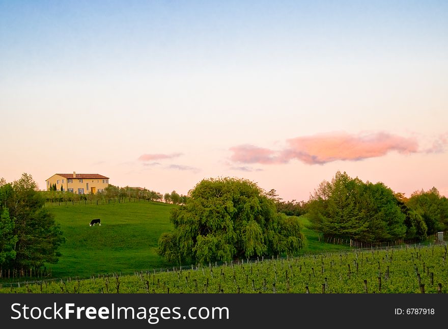 Sunset at vineyard in Auckland, New Zealand. Sunset at vineyard in Auckland, New Zealand