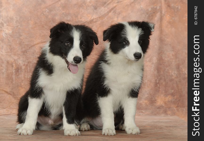 Border Collie British intelligent graceful agile black white indoor mischievous two sit lovable brothers to play creates a disturbance happily joyful