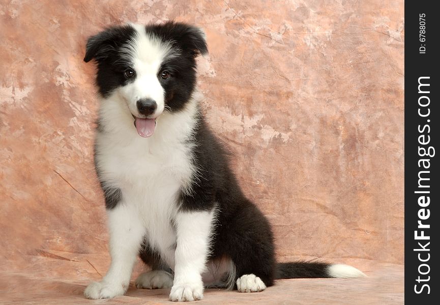 Border Collie his stature is solid, is muscular, has the smooth outline, for person's impression is the movement effortlessly, and has the infinite endurance. This characteristic causes him to become the ranked first in the world sheepdog.