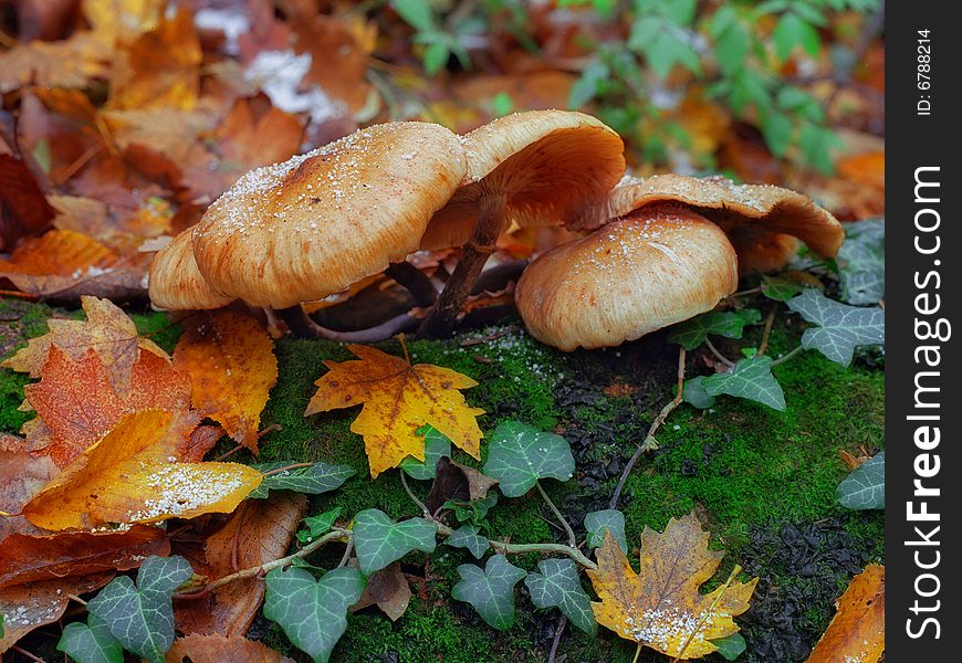 Snow on the mushrooms and yellow leaves