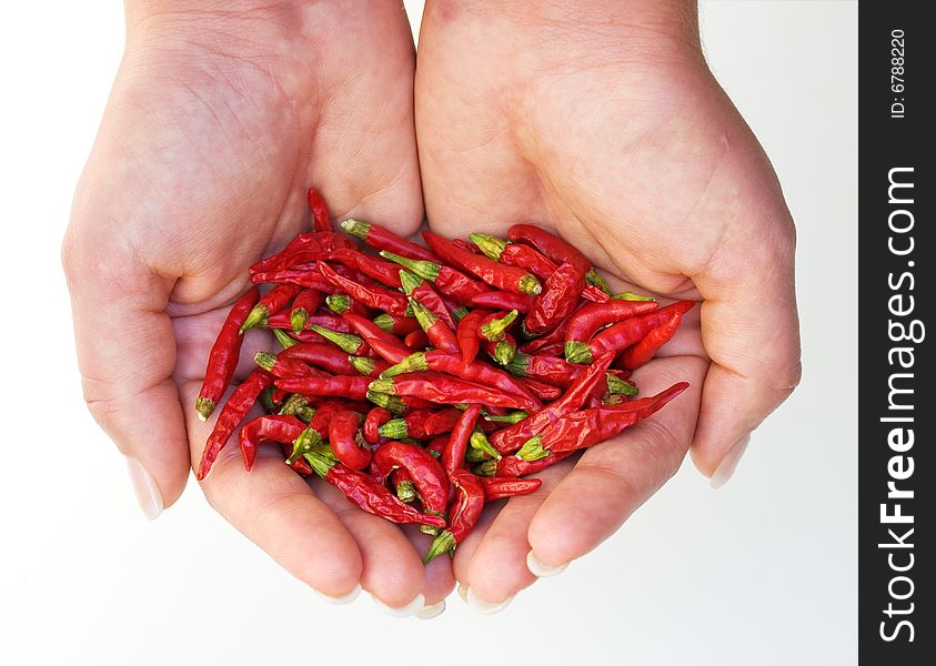 Hot Chili Harvest