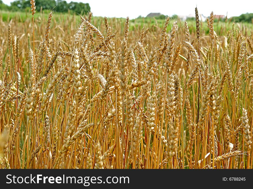 Beautiful box with a beautiful wheat!