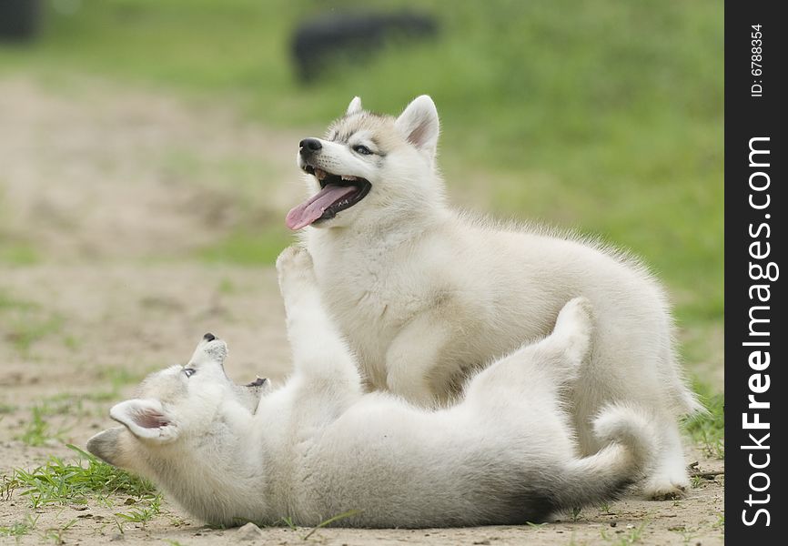 Siberian husky