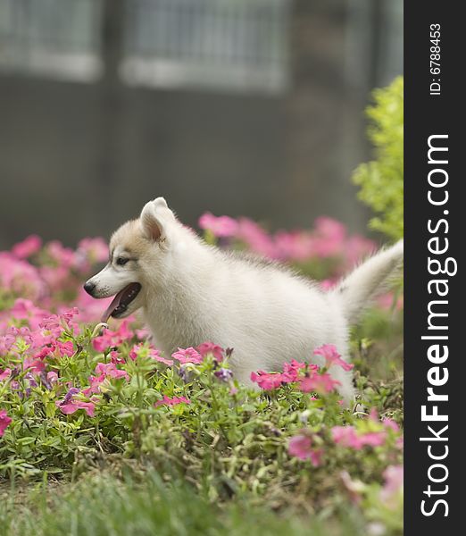 Siberian Husky Puppy Dog