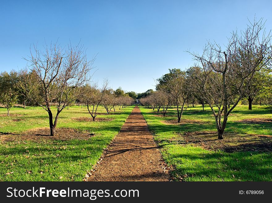 Red alley in spring park. Shot in Vergelegen estate, near Cape Town, Western Cape, South Africa.