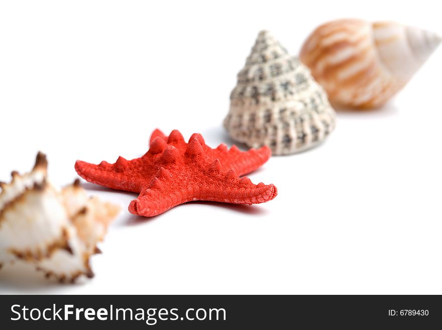 Sea Shells Isolated