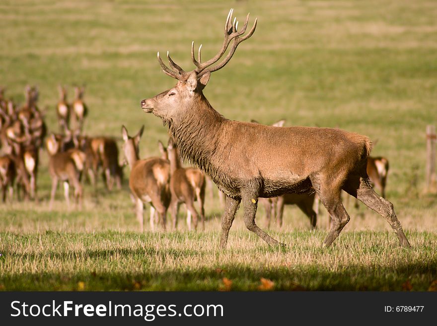 Flock of deer in autumn forest